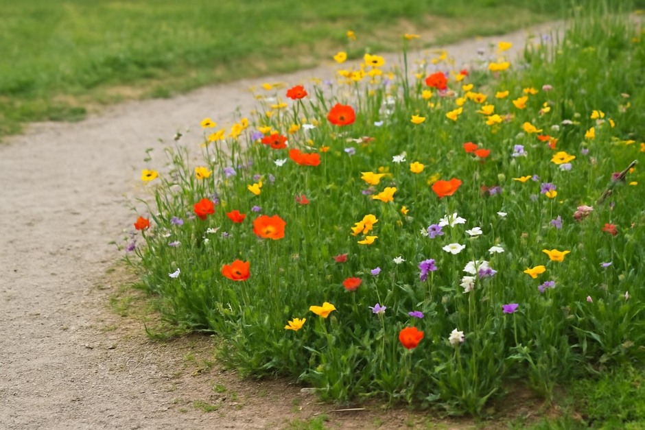 A small patch of mixed wildflowers in bloom beside a gravel path